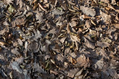 Sonbahar mevsiminin yapraklı desenli arka planı