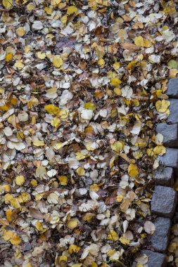 Sonbahar mevsiminin yapraklı desenli arka planı