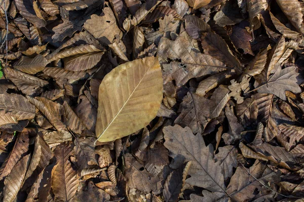 Fondo Texturizado Temporada Otoñal Con Hojas — Foto de Stock