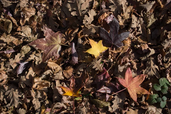 Текстурированный Фон Осеннего Сезона Листьями — стоковое фото