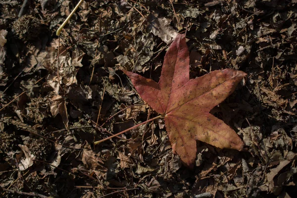 秋天一片独立的枯叶 — 图库照片