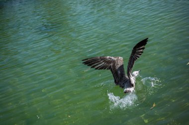 Gölün sığ sularında tek bir martı.