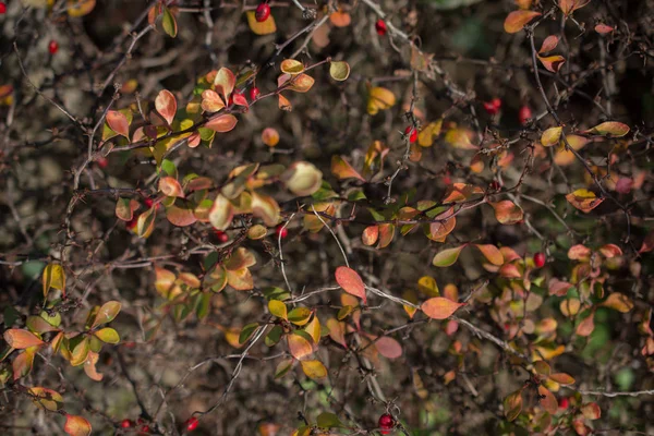 Texturierter Hintergrund Der Herbstsaison Mit Blättern — Stockfoto