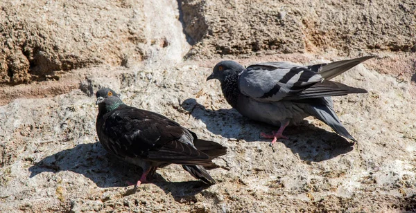 Güvercinler Arka Planda Oturuyor — Stok fotoğraf