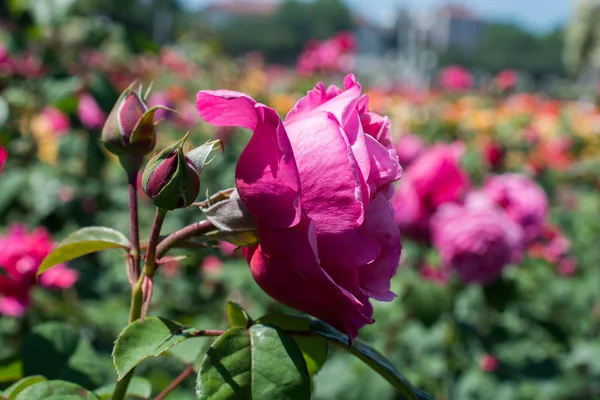 Krásná Barevná Růže Květ Zahradním Pozadí — Stock fotografie