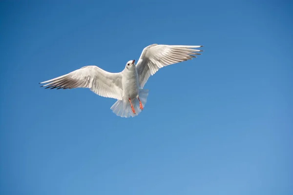 Enkele Meeuw Vliegen Een Blauwe Lucht Achtergrond — Stockfoto