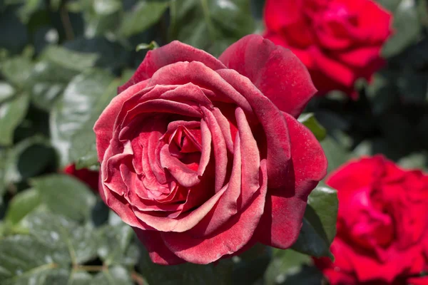 Kaunis Värikäs Rose Flower Puutarhassa Taustalla — kuvapankkivalokuva