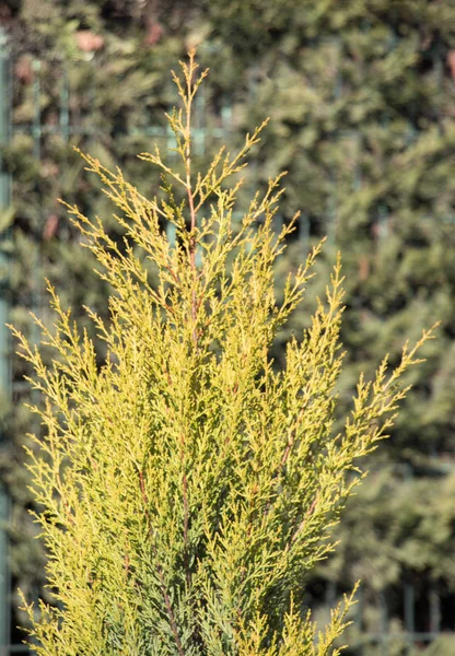 Parte Uma Árvore Folhas Como Uma Textura Fundo Natural — Fotografia de Stock