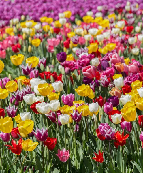 Tulpenblumen Verschiedenen Farben Blühen Frühling Garten — Stockfoto