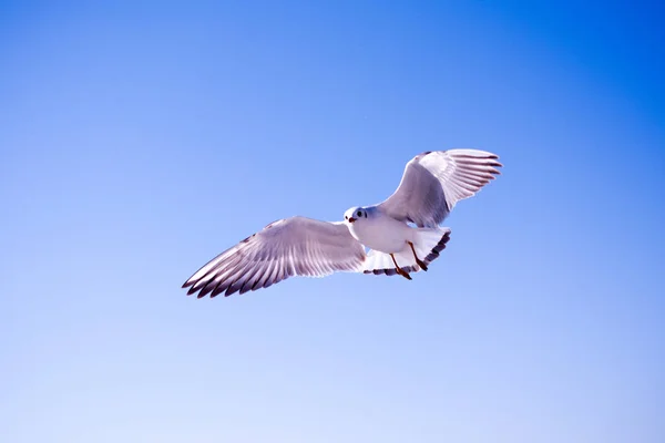 Single Seagull Flying Blue Sky Background — Stock Photo, Image
