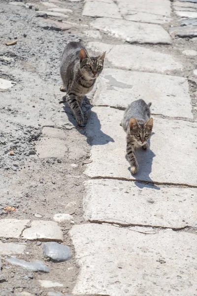 도시의 거리에서 수있는 고양이 — 스톡 사진