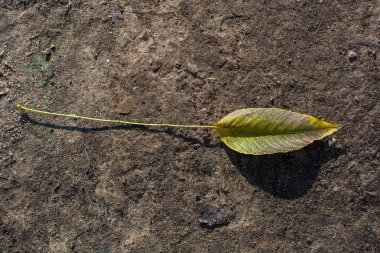 Görünümünde bir ayrı kuru yaprak