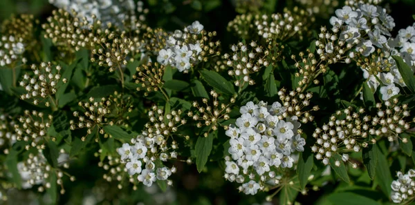 Kleurrijke Bloeiende Wilde Lentebloemen — Stockfoto