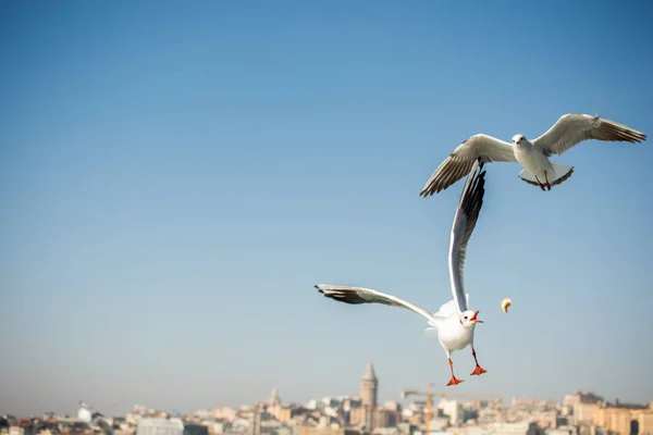 Seagulls Flying Sky Sea — Stock Photo, Image