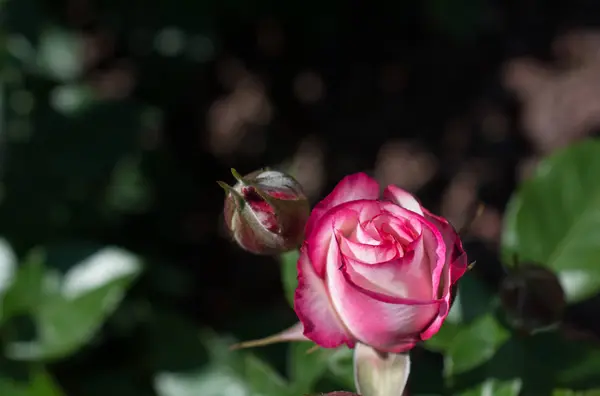 Hermosa Flor Rosa Colorida Fondo Del Jardín — Foto de Stock