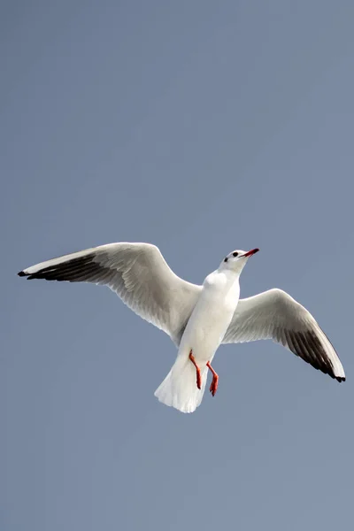 单海鸥飞翔在蓝色天空 — 图库照片