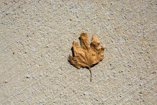 Suchý list jako pozadí na podzim — Stock fotografie