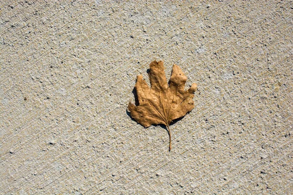 Foglia secca come sfondo autunnale — Foto Stock