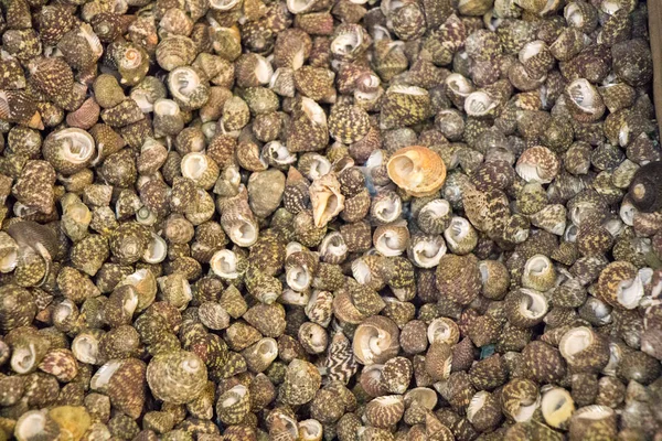 Сбор морских раковин того же типа — стоковое фото