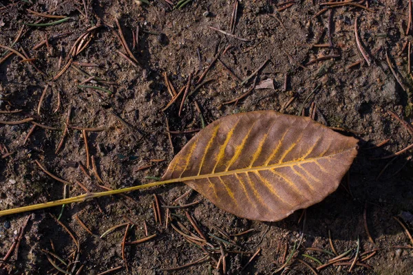 One separate dry leaf in view — Stock Photo, Image