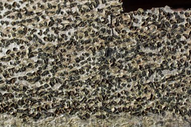 Ağaç kabuğu dokusunu ahşap arka plan olarak kapat