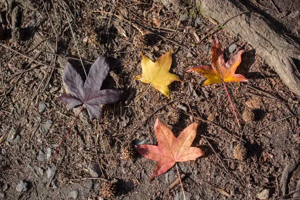 Hojas Secas Temporada Otoño Vista — Foto de Stock