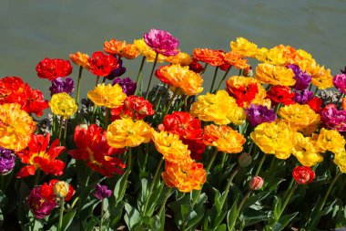 Bahar bahçesinde açan çeşitli renkte lale çiçekleri.