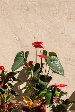 pasta's, tomaten, kaas en paddestoelen zijn geïsoleerd op een witte achtergrond