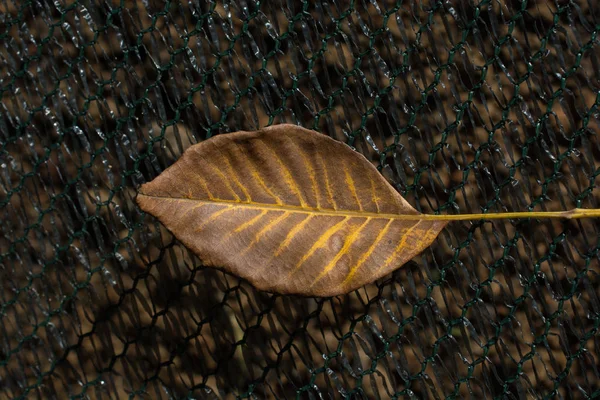 Een aparte droog blad in beeld — Stockfoto