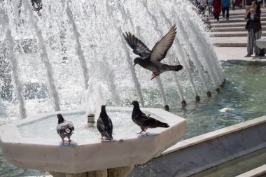 Şehir güvercinleri çeşme kenarında