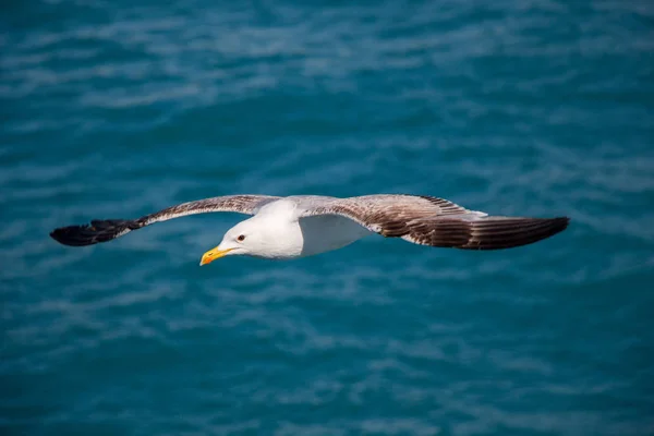 Einzelne Möwen fliegen über Meeresgewässer — Stockfoto