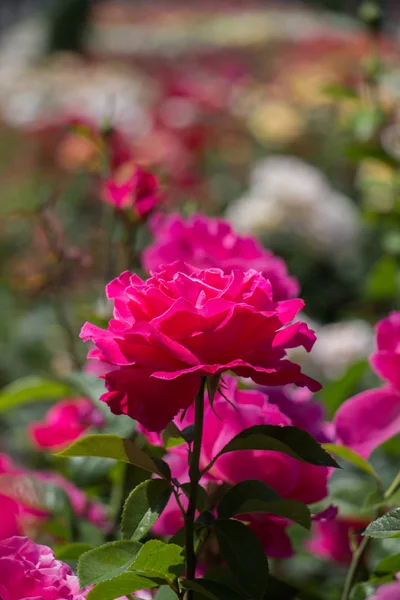 Rozentuin met mooie verse rozen — Stockfoto