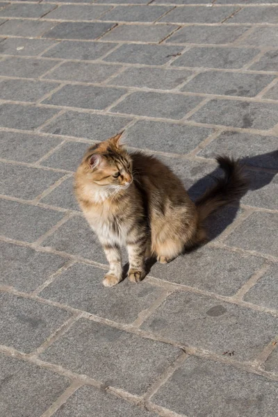 Stray gato é visto na rua — Fotografia de Stock