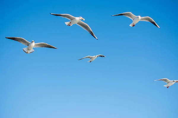 Möwen Fliegen Den Himmel Hintergrund — Stockfoto