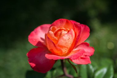 Üzerinde su damlaları olan güzel renkli bir gül.