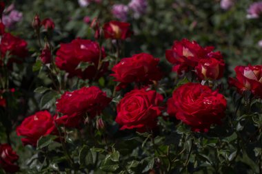 Güzel renkli gül bahçesinde çiçek açan