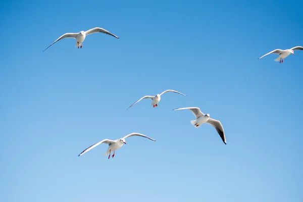 Gaivotas voando no céu — Fotografia de Stock
