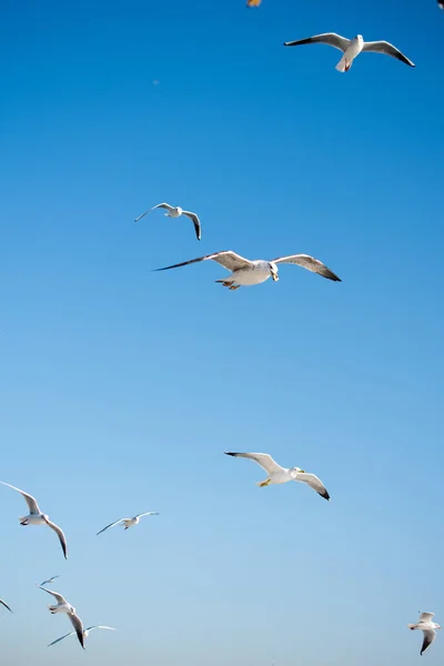 Mewy latające po niebie — Zdjęcie stockowe