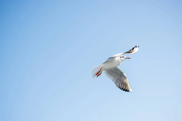 Pojedynczy Mewa latania na niebiesko niebo — Zdjęcie stockowe