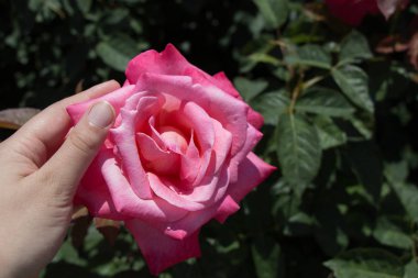 Gül bahçesinde bir gül tutarken