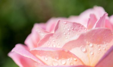 Üzerinde su damlaları olan güzel renkli bir gül.