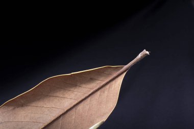 Sonbahar zamanlarının ayrı bir kuru yaprağı.