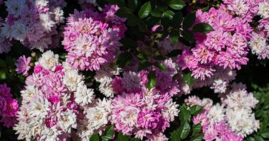 Renkli bir arkaplan olarak açan bahar çiçekleri