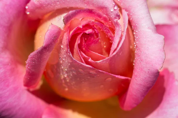Όμορφα Πολύχρωμα Ροδοπέταλα Σταγόνες Νερού Πάνω Του — Φωτογραφία Αρχείου