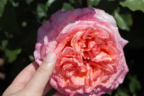 Mano Sosteniendo Una Rosa Jardín Rosas — Foto de Stock
