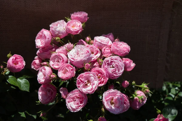 Floração Belas Rosas Coloridas Fundo Jardim — Fotografia de Stock