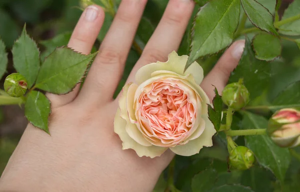 Hand Met Een Kleurrijke Rose Flower — Stockfoto