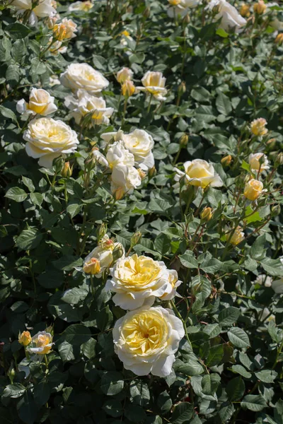 Blühende Schöne Bunte Rosen Garten Hintergrund — Stockfoto