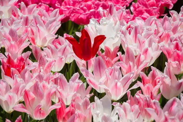 Rosa Färg Tulpan Blommor Blommar Trädgården — Stockfoto