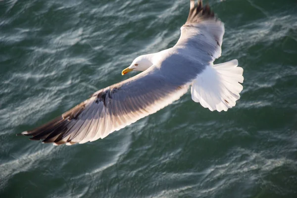 Einzelne Möwe Fliegt Hintergrund Des Himmels — Stockfoto